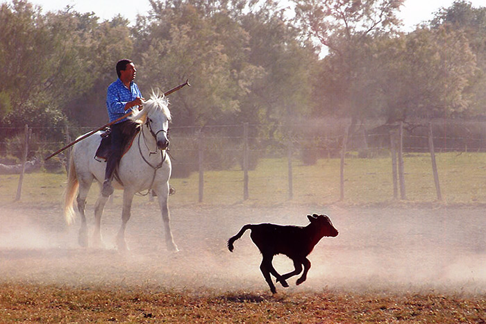 découvrez la camargue, une région sauvage où taureaux puissants et chevaux emblématiques vivent en liberté. plongez au cœur des traditions et paysages authentiques de ce territoire unique du sud de la france.