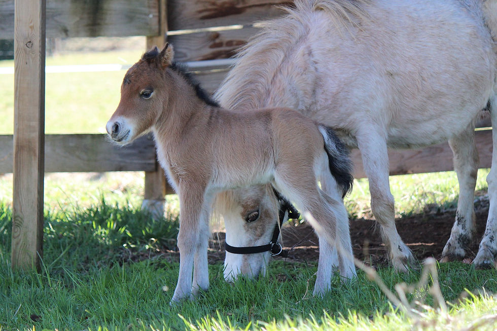 découvrez notre sélection de chevaux miniatures à vendre près de chez vous. achetez votre cheval miniature facilement et profitez d'un compagnon adorable et unique.