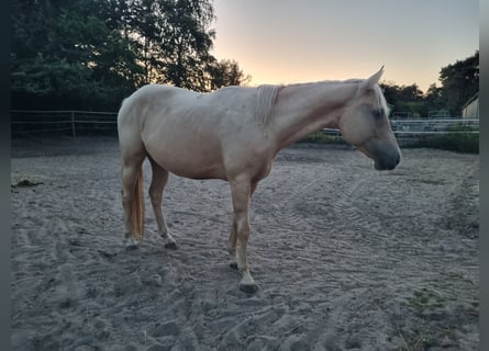 découvrez comment acheter un cheval appaloosa, une race reconnue pour sa beauté unique et son tempérament équilibré. conseils et astuces pour bien choisir votre compagnon équin.