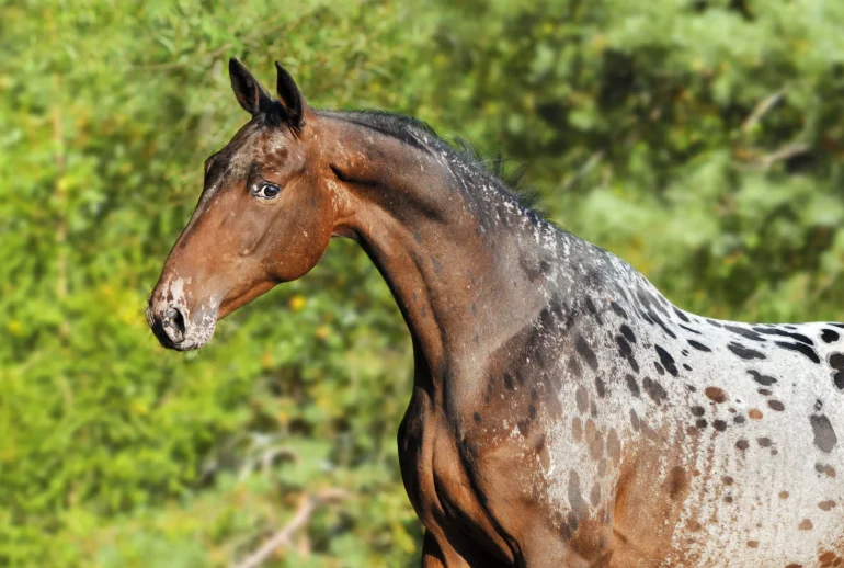 découvrez comment acheter un cheval appaloosa, une race reconnue pour sa beauté unique et son caractère polyvalent. conseils et informations pour un achat réussi.