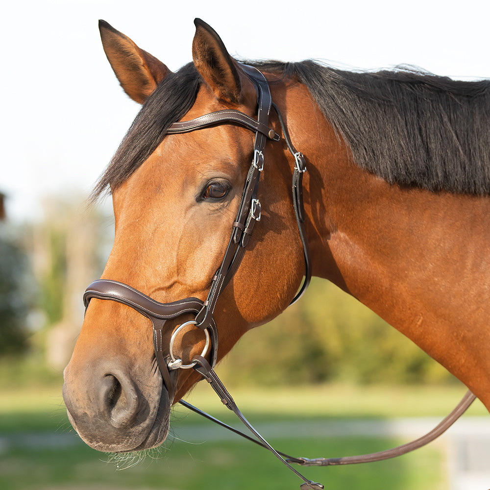 découvrez notre bridon cheval sur mesure, conçu pour allier confort et performance. adapté à la morphologie de votre cheval pour un maintien optimal et une élégance parfaite.