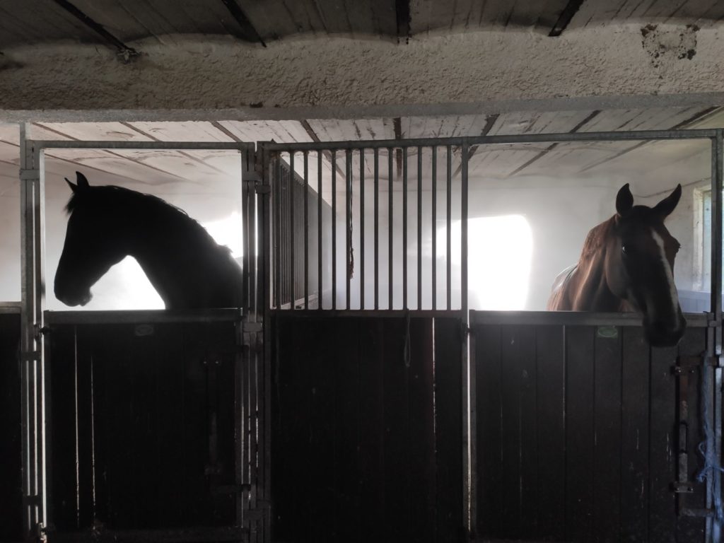 découvrez notre brumisateur pour chevaux, conçu pour assurer leur confort et leur bien-être durant les journées chaudes. rafraîchissement optimal et facilité d'installation.