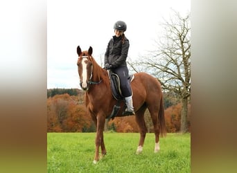 découvrez notre sélection de chevaux à vendre en alsace, idéale pour tous les passionnés d'équitation. trouvez votre compagnon équin parfait dès aujourd'hui !