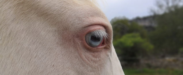 découvrez notre élevage spécialisé de chevaux colorés, alliant beauté et qualité pour des chevaux uniques et plein de caractère.