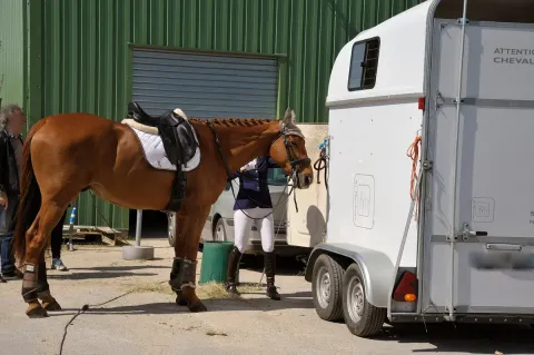 découvrez vl chevaux, votre univers dédié à l'équitation et aux chevaux : conseils, actualités, équipements et passion équestre pour tous les niveaux.