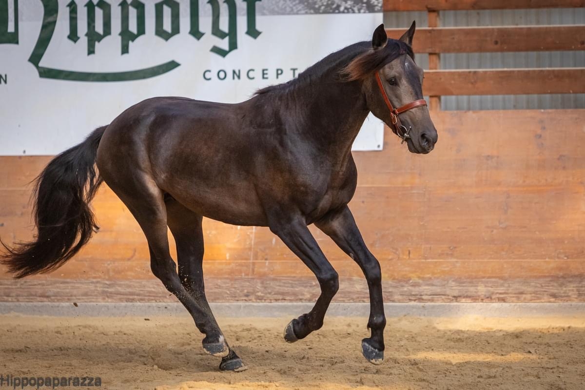 découvrez nos conseils essentiels pour acheter un cheval barbe en toute confiance. guide complet pour choisir, évaluer et prendre soin de votre futur compagnon équin.