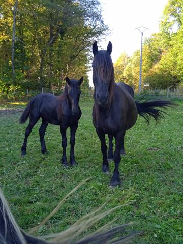 découvrez comment acheter un cheval frison : conseils, prix et informations sur cette race élégante et polyvalente.