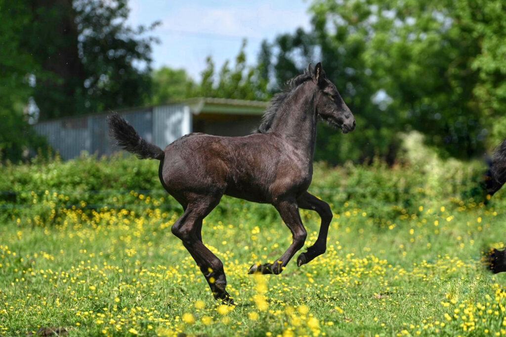 découvrez comment acheter un cheval frison de qualité, une race élégante et polyvalente. conseils pour choisir, prix et soins du cheval frison.