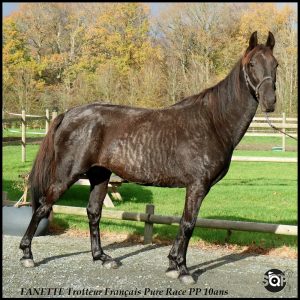 découvrez où et comment acheter des chevaux réformés en toute sécurité, avec des conseils pratiques pour bien choisir et prendre soin de votre nouveau compagnon équin.