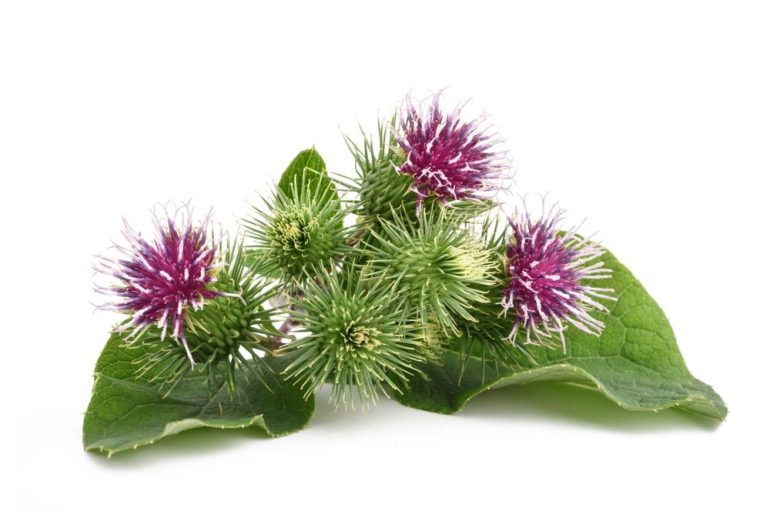 découvrez les bienfaits de la bardane pour les chevaux : amélioration de la peau, soutien du système immunitaire et détoxification naturelle.