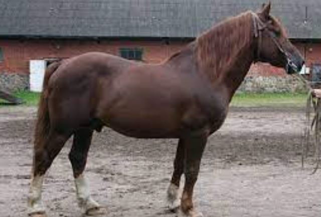 découvrez comment choisir un cheval chocolat de qualité en évaluant ses caractéristiques, son pedigree et son élevage pour garantir santé et performance.