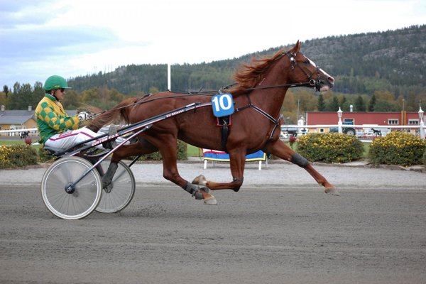 découvrez comment choisir le cheval idéal pour les courses grâce à nos conseils d'experts, critères essentiels et astuces pour maximiser vos chances de succès.