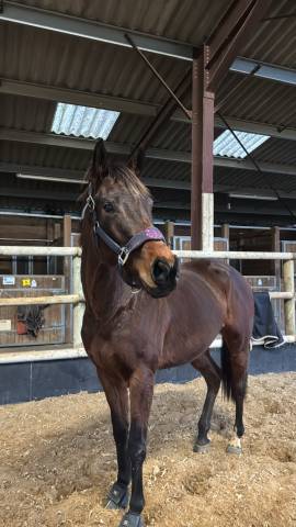 découvrez comment choisir le cheval de course à vendre idéal pour vos compétitions. conseils experts et astuces pour trouver un cheval performant adapté à vos besoins.