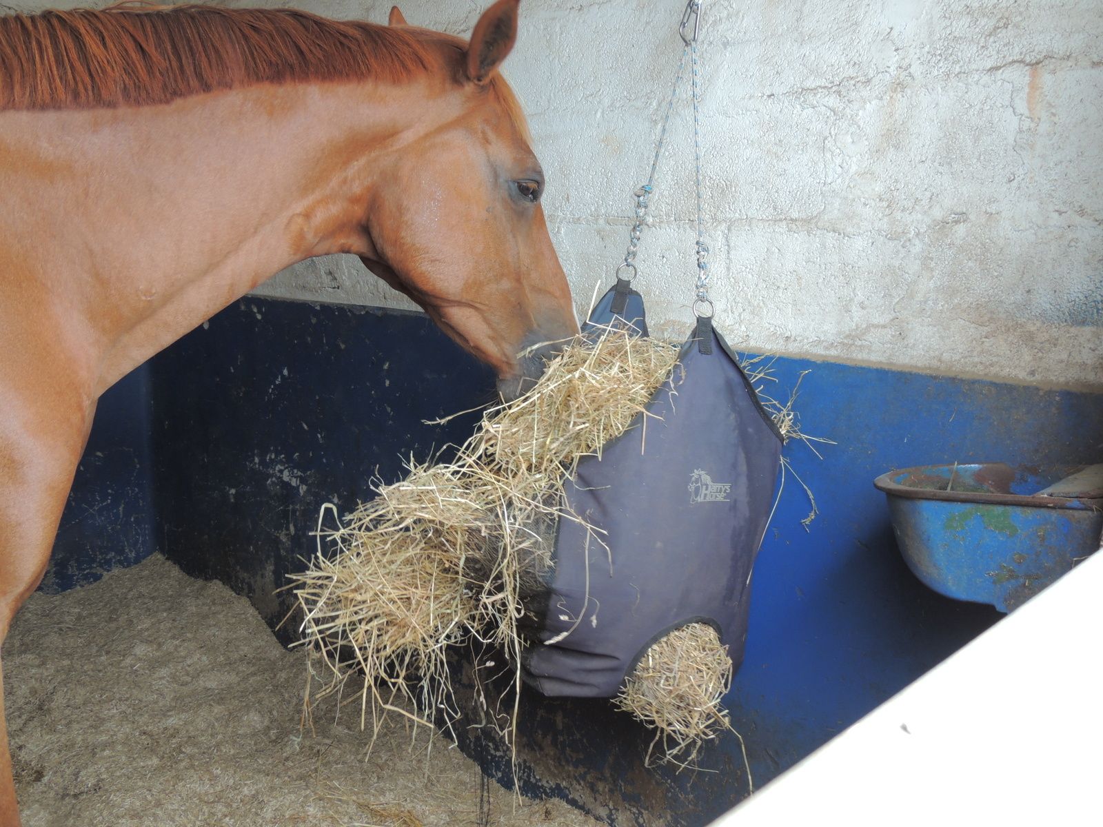 découvrez nos conseils pour bien choisir un fournisseur de foin pour chevaux, garantissant qualité, fraîcheur et nutrition optimale pour vos équidés.