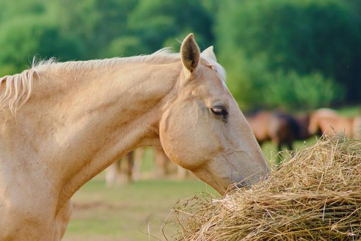 découvrez comment choisir le meilleur fournisseur de foin pour chevaux afin d'assurer une alimentation saine et équilibrée à vos équidés.