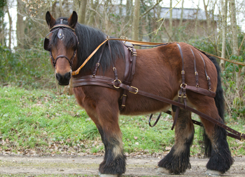 découvrez comment choisir le harnais d'attelage idéal pour votre cheval, alliant confort, sécurité et performance pour des sorties réussies.