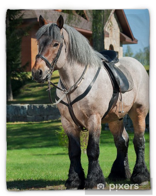 découvrez notre couverture spécialement conçue pour les chevaux de trait, offrant protection et confort optimal en toutes saisons.