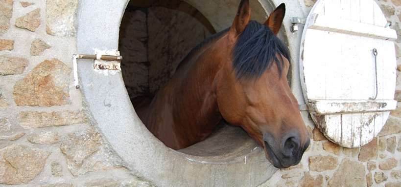 découvrez la location de chevaux pour une expérience unique en pleine nature, adaptée à tous les niveaux et passionnés d'équitation.