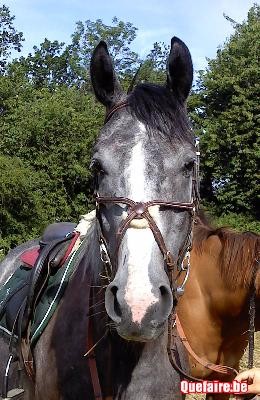 découvrez comment choisir le prestataire idéal pour le transport de vos chevaux en tenant compte des tarifs, de la sécurité et du confort de vos animaux.