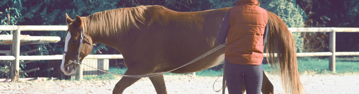 découvrez les techniques efficaces de travail à pied avec votre cheval pour renforcer la confiance, améliorer la communication et favoriser une relation harmonieuse.