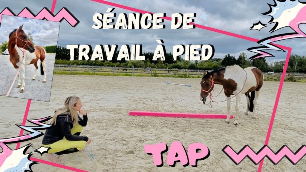 découvrez les techniques efficaces du travail à pied avec votre cheval pour renforcer la complicité, améliorer l'écoute et développer la confiance mutuelle.