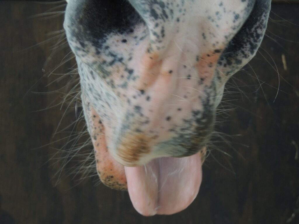 découvrez les bienfaits du son de blé pour les chevaux et comment l'utiliser efficacement pour leur alimentation et leur santé.