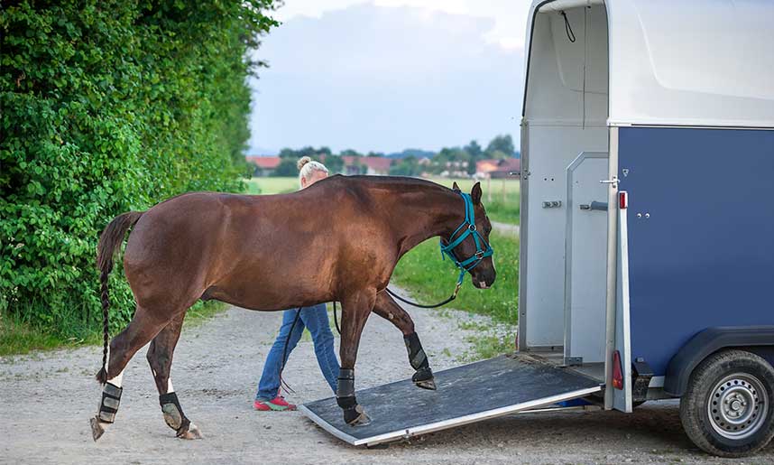 découvrez nos conseils essentiels pour le transport sécurisé et confortable de vos chevaux sur de longues distances.