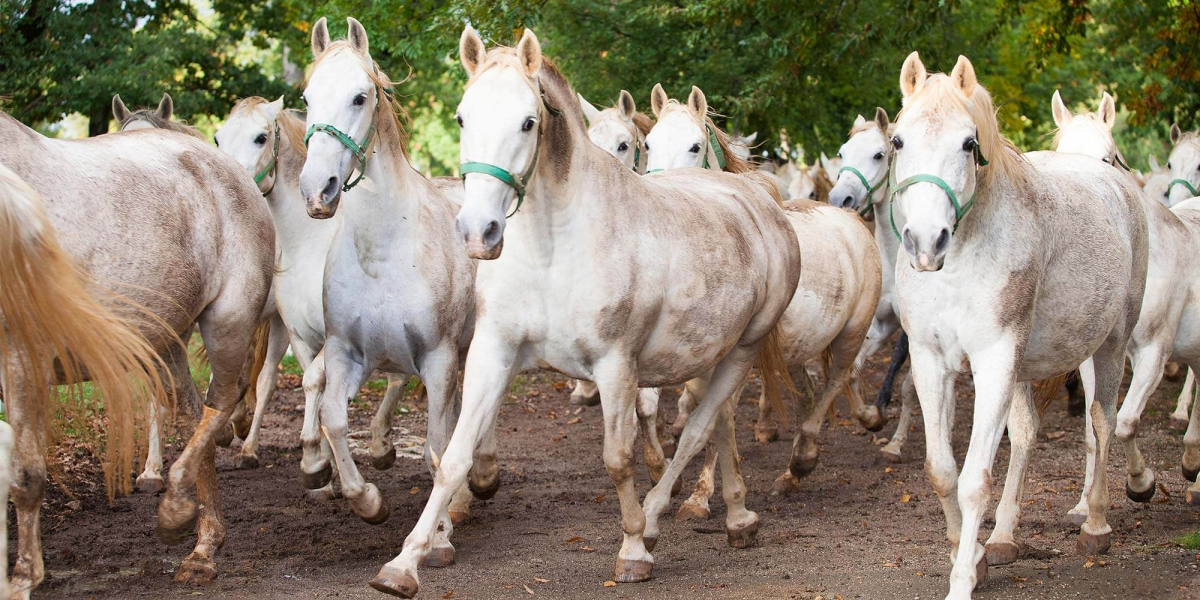 découvrez le lipizzan, cheval de dressage célèbre pour son élégance, sa puissance et ses performances exceptionnelles dans les arts équestres.