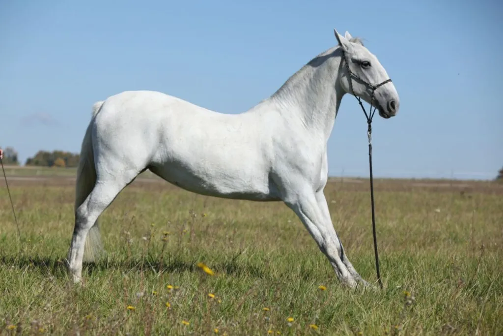 découvrez le lipizzan, célèbre cheval de dressage reconnu pour son élégance, sa puissance et ses performances exceptionnelles dans les arts équestres.