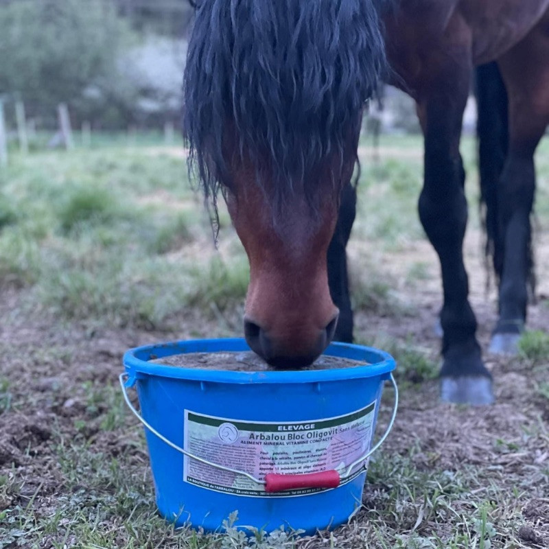 découvrez le meilleur seau de minéraux pour chevaux, riche en nutriments essentiels pour la santé et la vitalité de votre équidé.