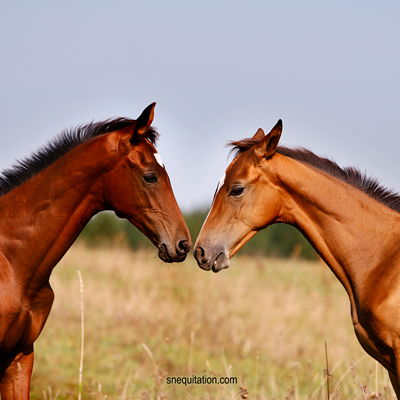 découvrez des conseils essentiels pour protéger votre équidé au quotidien et assurer sa santé et son bien-être avec des pratiques simples et efficaces.