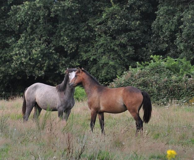 découvrez les secrets du cheval, son comportement naturel et ses besoins essentiels pour mieux comprendre et prendre soin de votre compagnon équin.