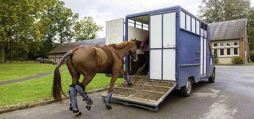 découvrez nos conseils essentiels pour assurer la sécurité lors du transport de vos chevaux. préparez-vous efficacement et protégez vos animaux pendant le trajet.