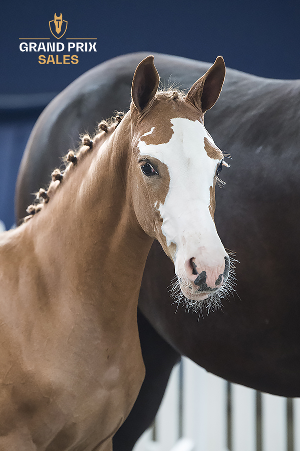 découvrez notre sélection de chevaux à vendre dans la région du grand est. achetez un cheval adapté à vos besoins, du poney aux chevaux de loisir ou de compétition.