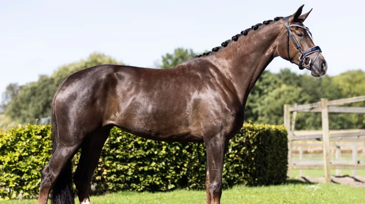 découvrez comment acheter un cheval dans la région du grand est : conseils, meilleures races et lieux d'achat pour trouver votre compagnon équin idéal.