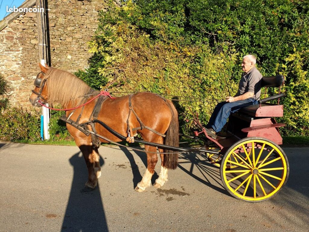 découvrez comment choisir une calèche à 2 roues adaptée pour votre cheval, avec nos conseils pour allier confort, sécurité et performance lors de vos balades.