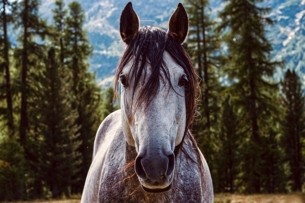 les bienfaits du son de riz cheval pour la santé