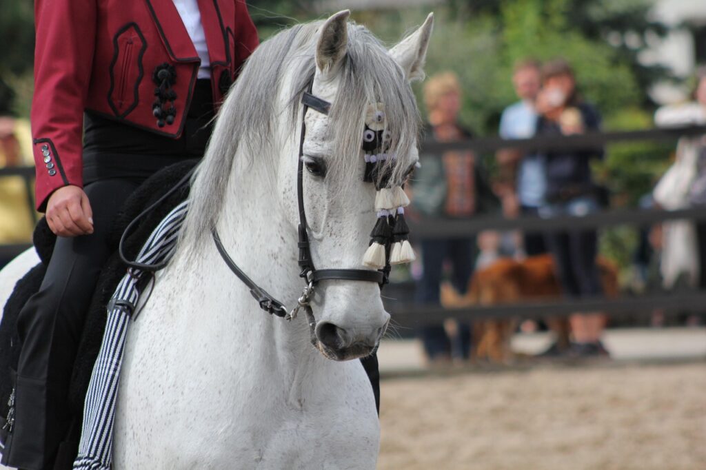 Moulins-la-Marche : près de 1 200 amateurs réunis pour célébrer la deuxième grande fête équestre